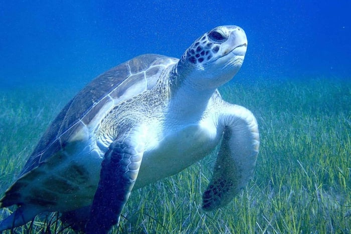 Baptême de plongée avec reportage photo chez Thalassa Plongée