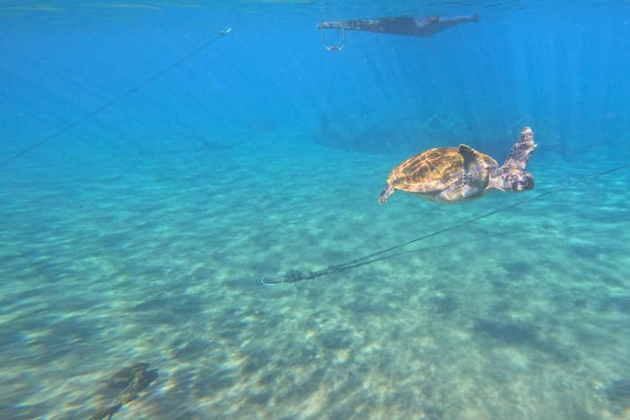 Snorkeling avec reportage photo