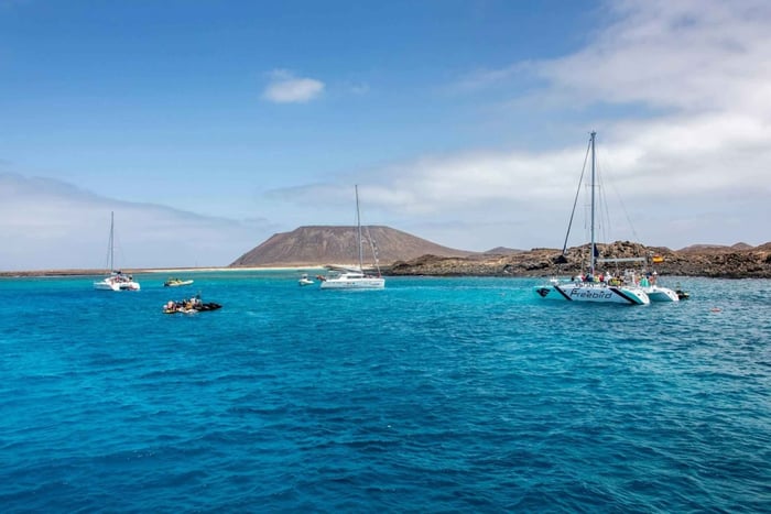 Tenerife: Adults-Only Whale & Dolphin Catamaran Cruise