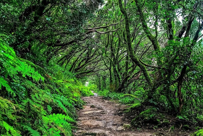 Tenerife: Anaga Rural Park Private Tour