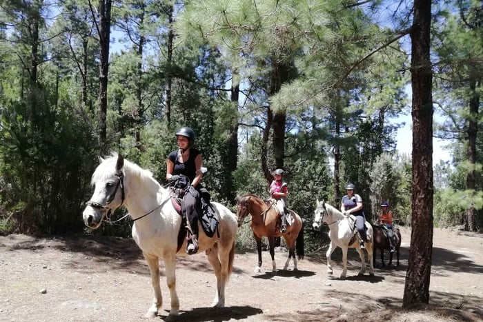 Tenerife: Guided Horseback Riding Tour to the Lomo Forest