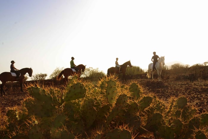 Tenerife: Horseback Ride with Instructor