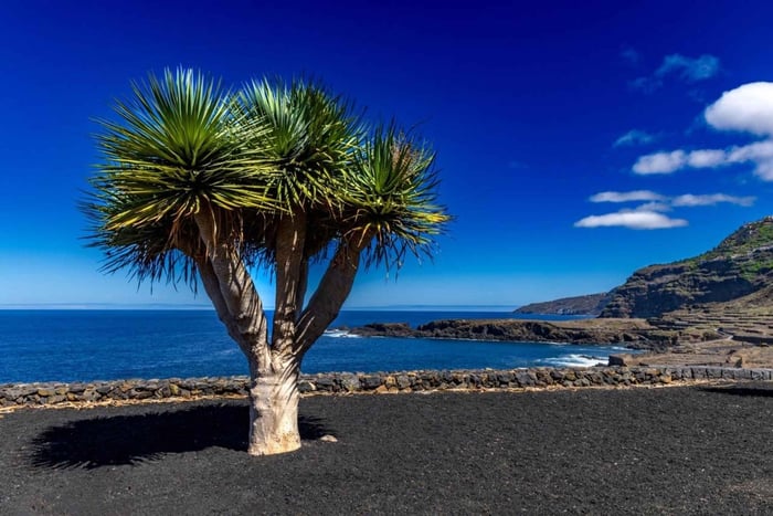 Tenerife:Secret Day.Private-Group Scenic Tour with Food Stop