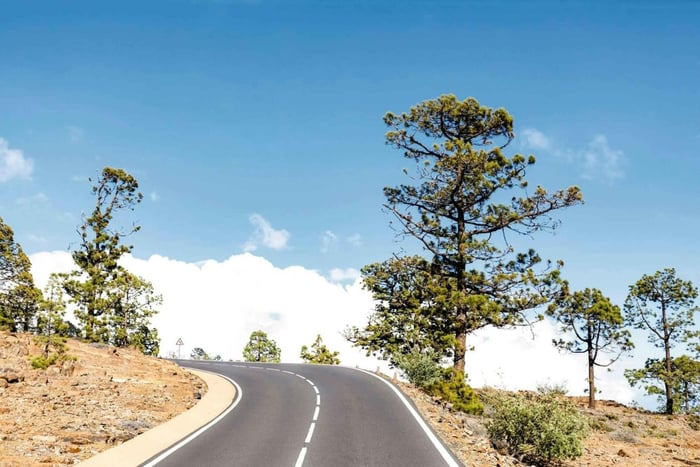 Tenerife: Vilaflor, Winery, and Aloe Vera Plantation Tour
