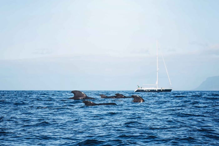  3-Hour Whale Safari Boat Trip From Puerto Colón