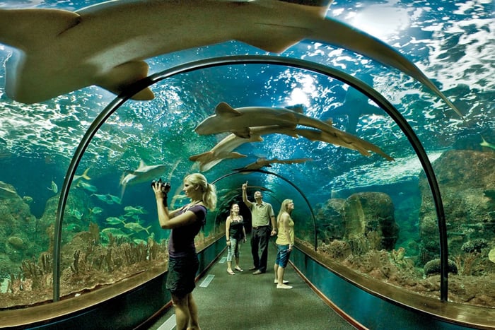 Loro Parque Skip-The-Line Ticket