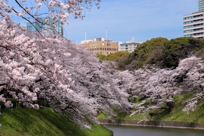 Cherry Blossom E-Bike Gardens Tour with Gardener