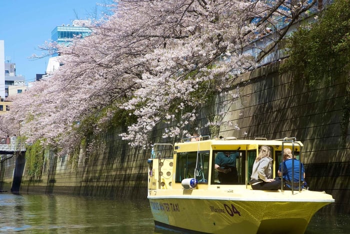 Cherry Blossom River Cruise on Private Boat