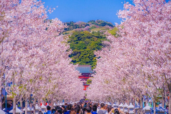 From Tokyo: Kamakura and Enoshima 1-Day Bus Tour