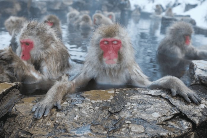 Från Tokyo: Privat tur till Snow Monkey Park och Zenko-ji Temple