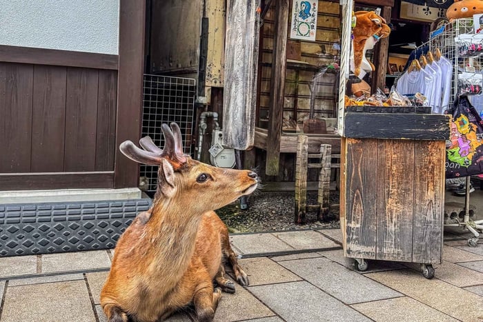 From Tokyo - Super Express One-Day Trip to Kyoto and Nara