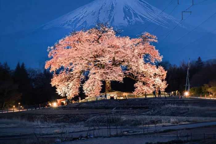 Mt Fuji Cherry Blossom & Night Lights Day Trip 2026