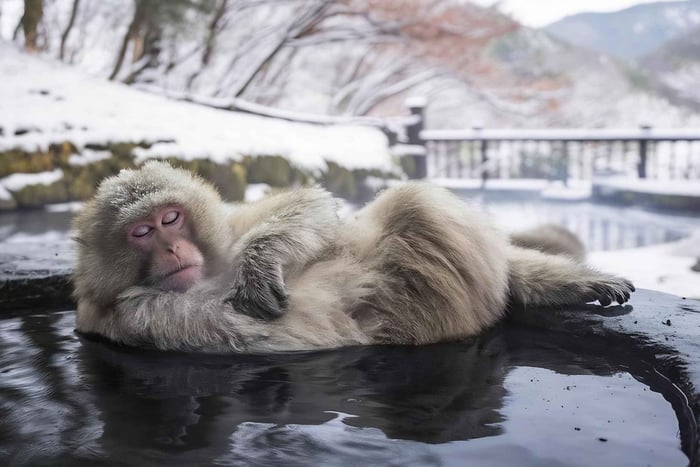 Nagano Tokyo: Privat dagstur till snöaporna med hämtning och lämning på hotellet