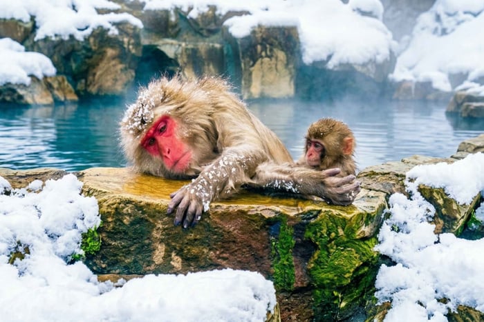 Shinjuku: Nagano Snow Monkey Park & Zenkoji-tempel, inclusief lunch