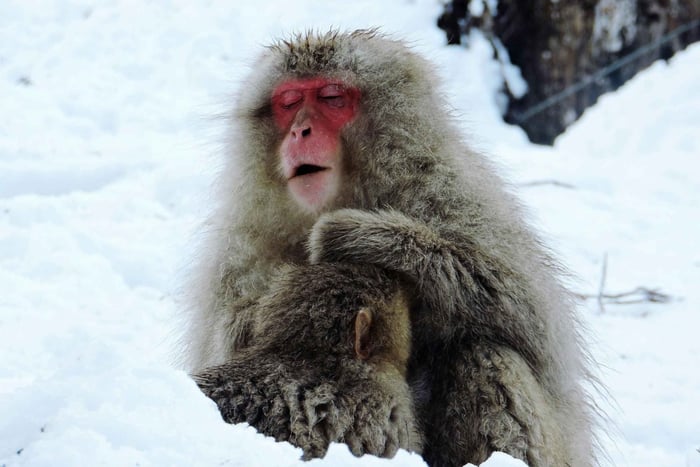 Snow Monkey Park, Zenkoji Temple & Obuse Tour