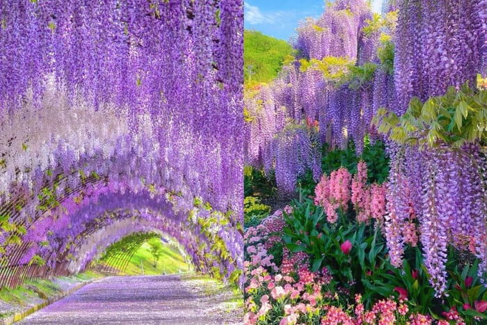 Tokyo : Hitachi Coastal Park & Adachi Wisteria Lighting Tour