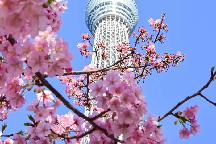 Tokyo Private Customizable Day Tour With English Driver