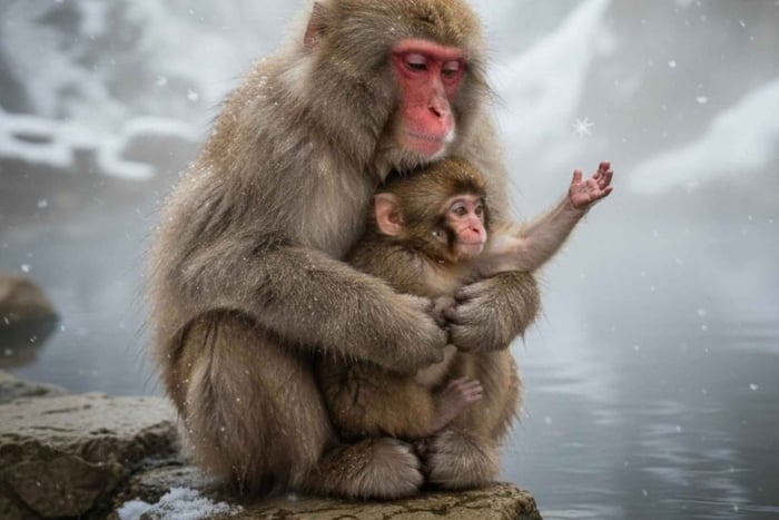 Tokyo: Heldagsutflykt till Snow Monkey Park och Zenko-ji-templet