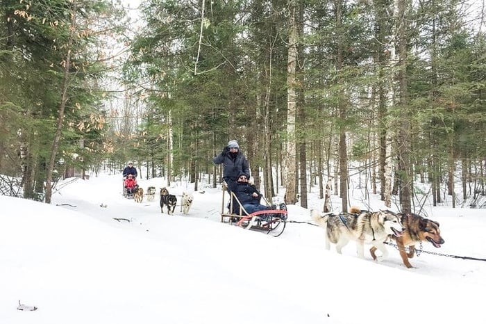 Dog Sledding Adventure from Toronto Private Tour