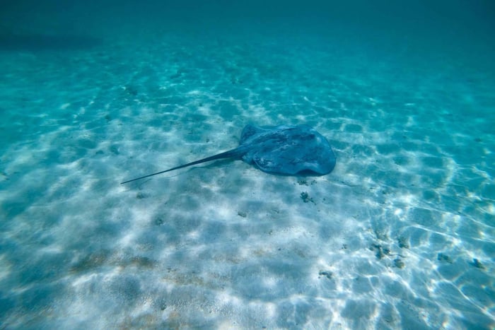 Buccoo Reef und Nylon Pool Abenteuer