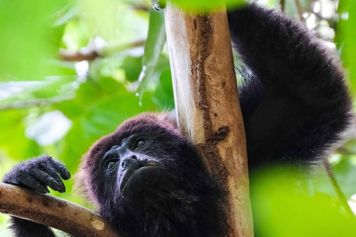 Nariva Swamp: Monkey Viewing Experience