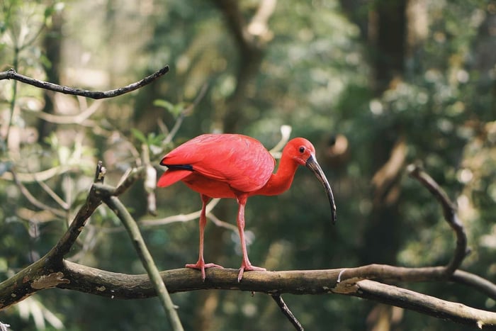 Trinidad: Combination - City Tour, Maracas Bay, Caroni Swamp