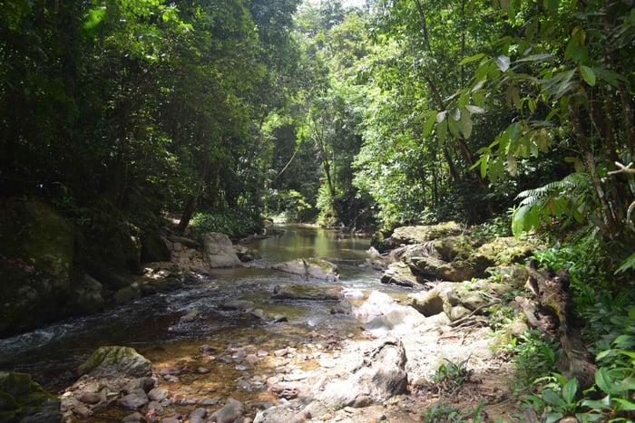 Trinidad: Rainforest Hike to Avocat Waterfall