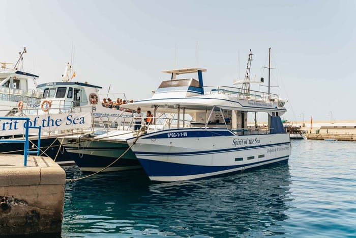 Dolfijnen spotten cruise vanuit Puerto Rico de Gran Canaria