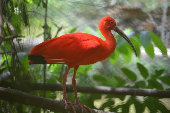 Porto de Espanha: Santuário de Aves de Caroni de barco