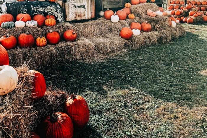 From Vancouver - Magic Fall Farm Adventure