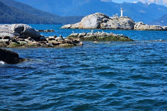 Vancouver: Snorkel, Kayak, and Seal Adventure Boat Tour
