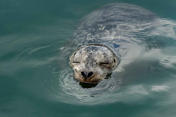 Vancouver: Waterfront Sightseeing Tour - City and Nature