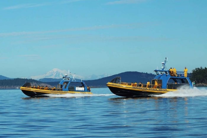 Vancouver: Whale Watching Guided Half-Day Boat Trip