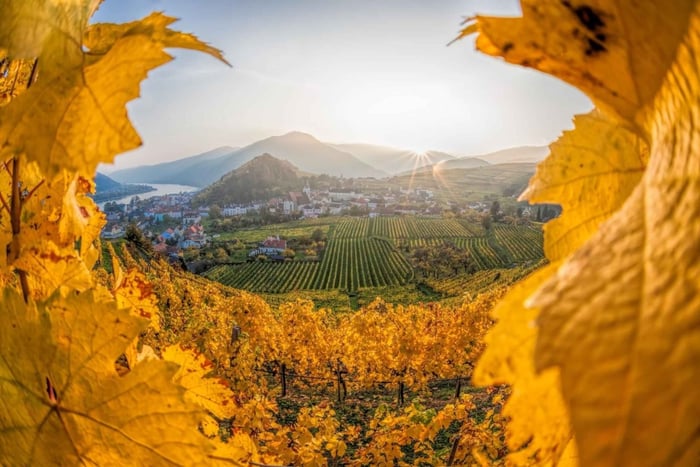 tour di 1 giorno in minivan tra le meraviglie della Wachau e la magia di Hallstatt