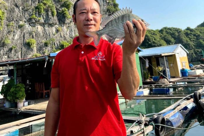 Ilha Cat Ba: passeio de pesca na Baía de Lan Ha com pescadores locais