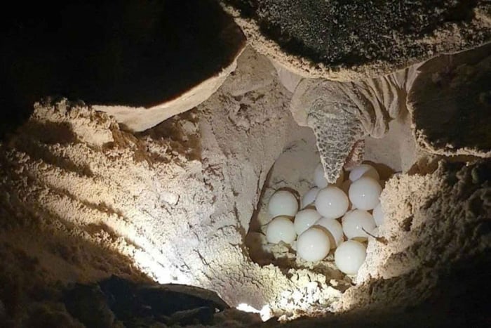 Con Dao: Rilascia le tartarughe neonate nell'oceano