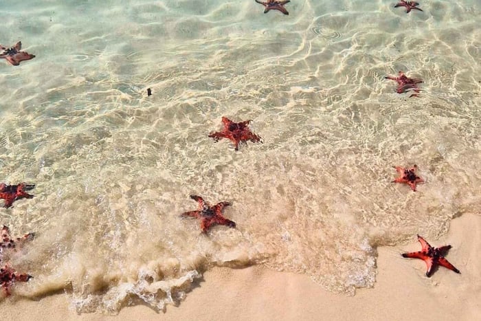 Phu Quoc: Kayaking with Starfish Beach and Bee Farm Tour