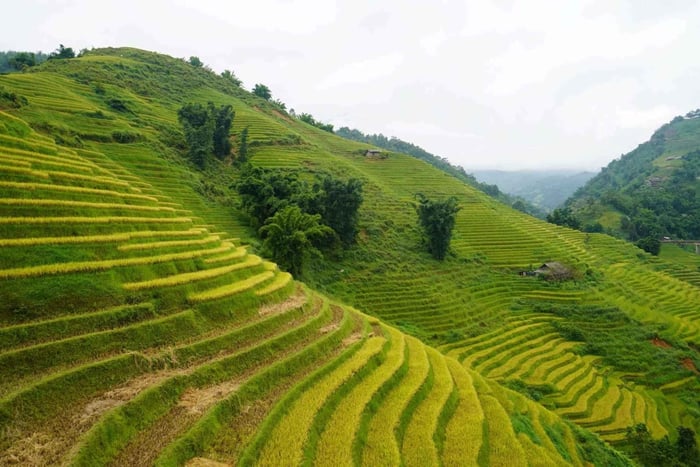 Sapa: Half-Day Lao Chai & Ta Van Trek Through Rice Terraces