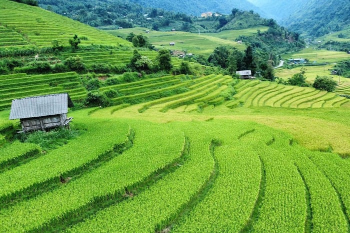 Sapa : Trekking Sapa One Day With Group Tour