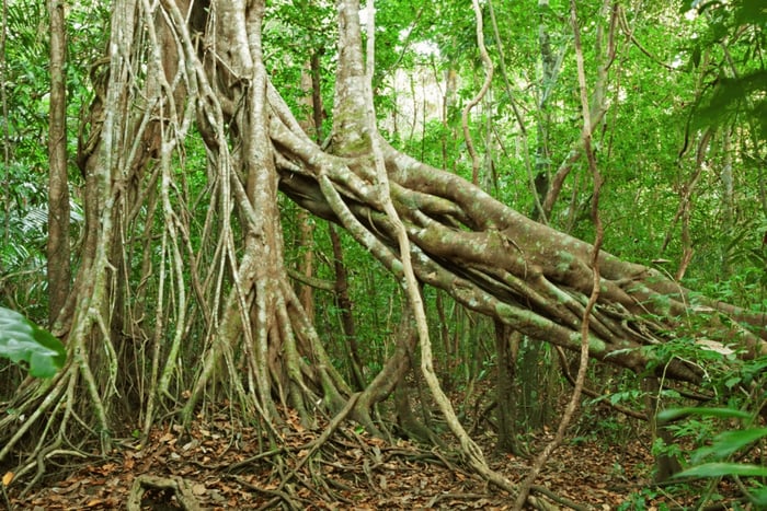 Cat Tien National Park with Crocodile Lake