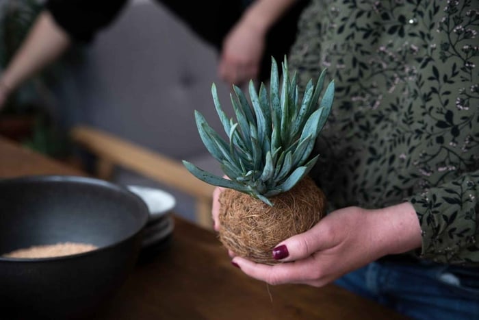 Warschau: kokedama-workshop, maak hangende mosstuinen