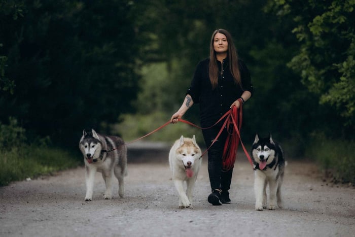 Incontra tre husky e prova il trekking con i cani vicino a Varsavia