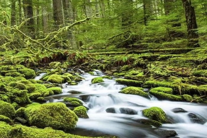 Seattlesta: Seattle: Olympic National Park Full Day Tour