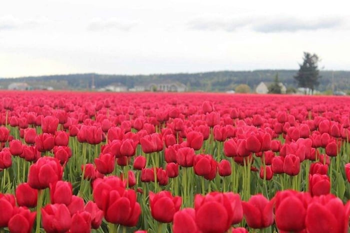 Fra Seattle: Tulipanfestival i Skagit Valley og La Conner