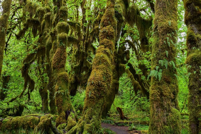 Olympic National Park: Hoh Rain Forest og Rialto Beach-tur