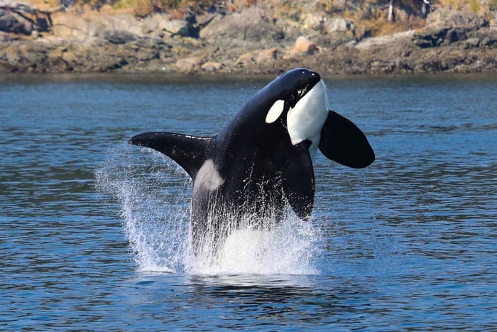 Orcas Island: Garanteret bådtur til spækhuggere