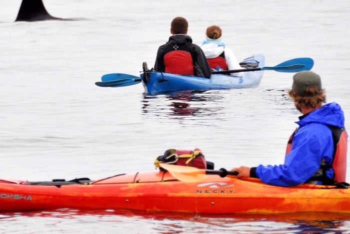 Isola di Orcas: tour in kayak alla scoperta della fauna selvatica