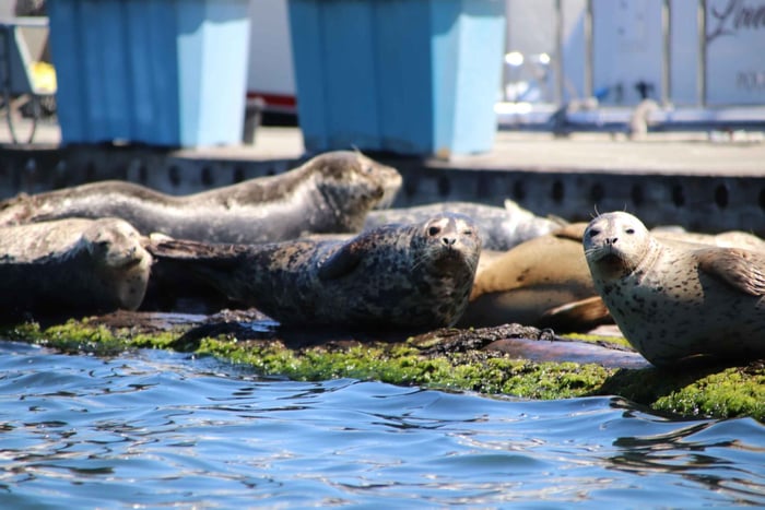 ポルスボ：リバティ湾で野生動物に出会えるガイド付きカヤックツアー