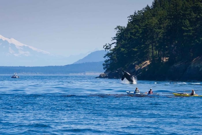Kajaktocht met wilde dieren: Port Townsend, WA