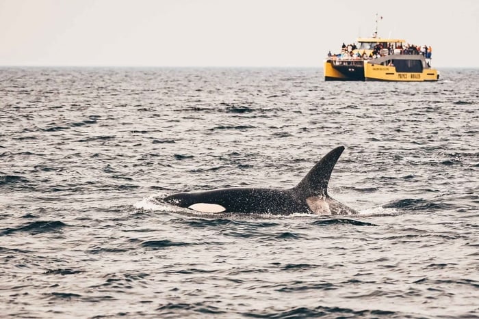 Vancouver: Overdekt walvissafari avontuur met gratis foto's